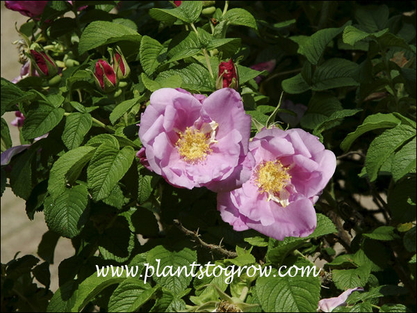 A good no mess no fuse Rose.